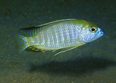 Lethrinops sp. 'auritus selewa' Selewa